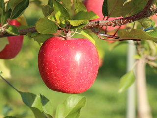 葉とらずサンふじ HATORAZUSANFUJI