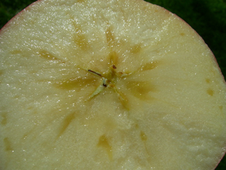 早生ふじ WASEFUJI