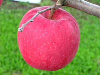 早生ふじ WASEFUJI