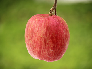 あいかの香り AIKANOKAORI