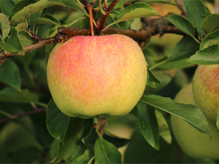 サン金星 SANKINSEI