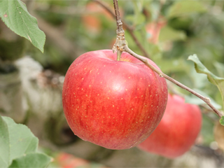 シナノスイート SINANOSUITO