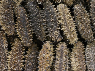 北海道天然淡干海参介绍