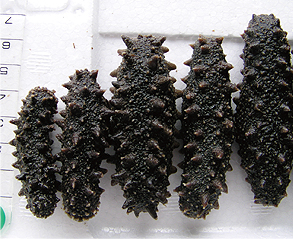 乾燥・塩蔵ナマコ