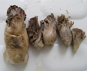 ほうき茸・塩蔵