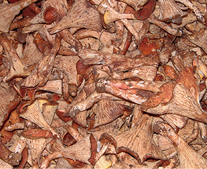 トランペット茸